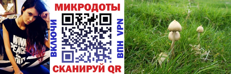 Псилоцибиновые грибы мицелий Купить закладки Петровск-Забайкальский